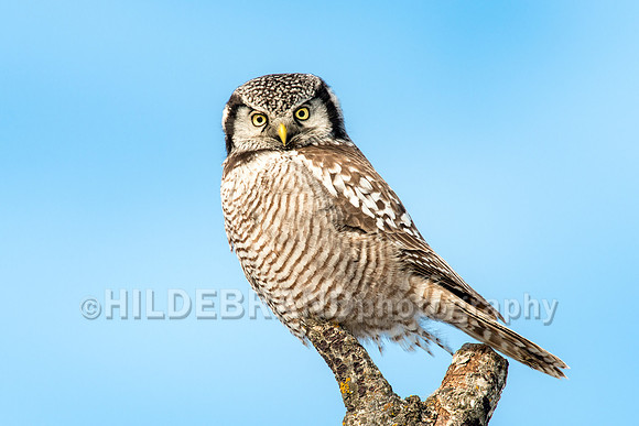 Northern Hawk Owl