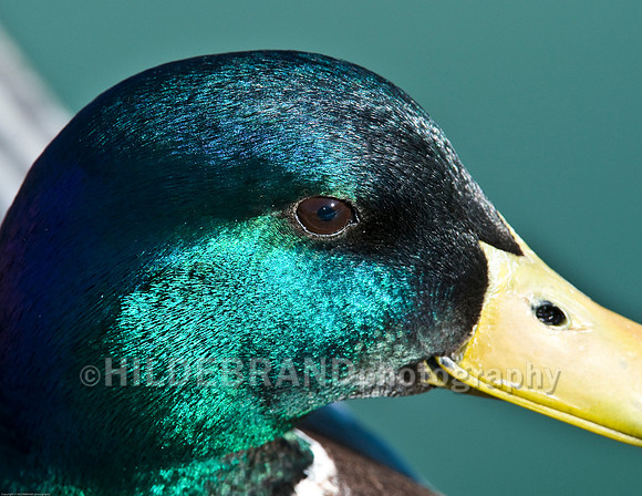 Mallard Up Close