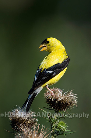 American Goldfinch