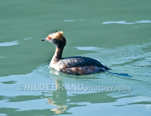 Horned Grebe