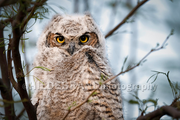 Shadow Ridge Owlets