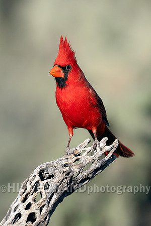 Northern Cardinal
