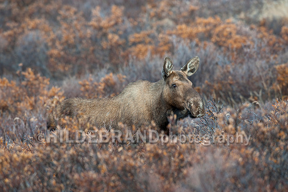 Moose