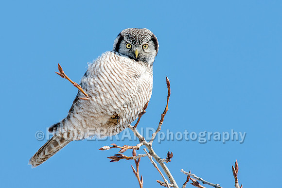 Northern Hawk-Owl