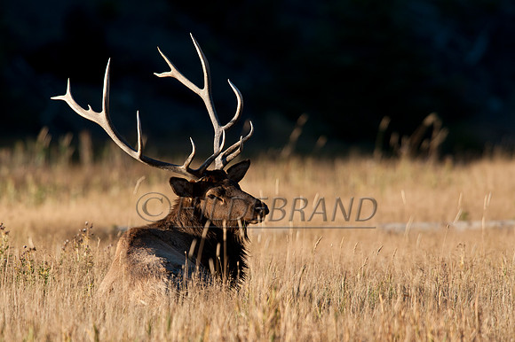 Resting Elk