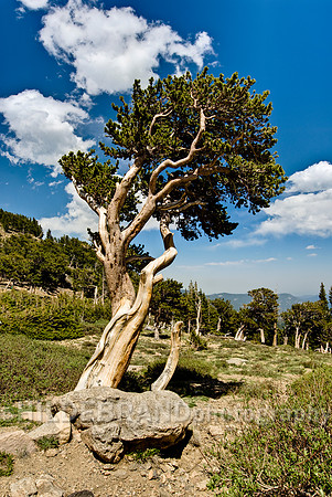 Bristlecone Pine