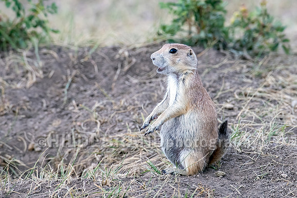 Prairie Dog