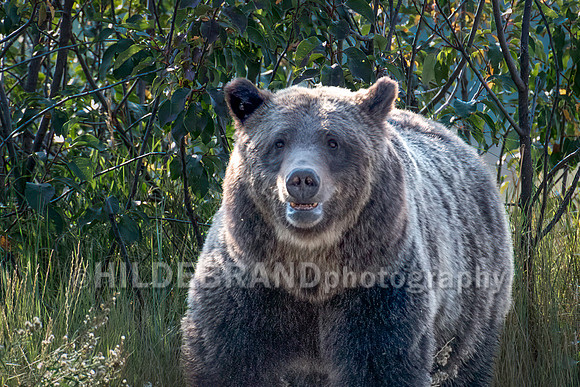 Grizzly Bear 399