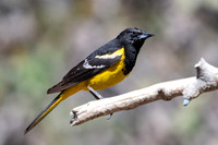 Scott's Oriole
