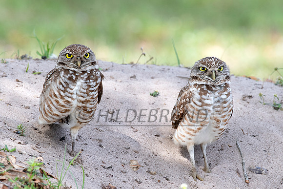 Burrowing Owl