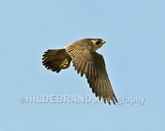 St. Michael's Peregrine