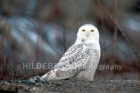 Snowy Owl
