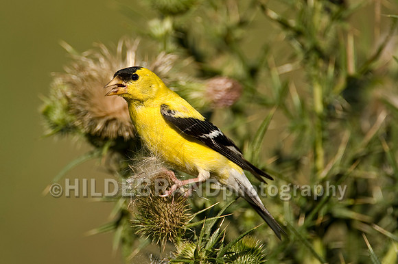 American Goldfinch