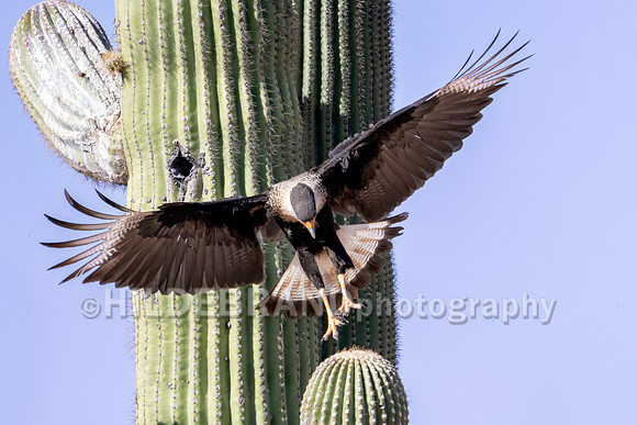 Crested Caracara