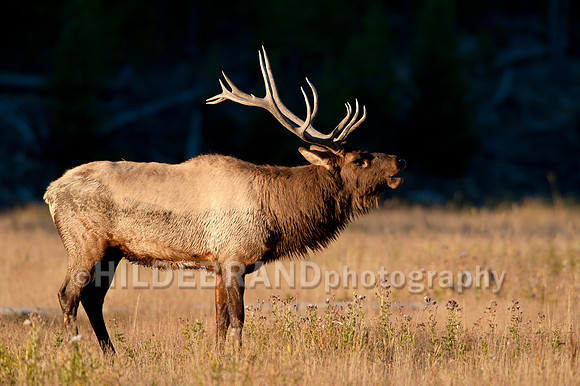 Bull Elk Bugle