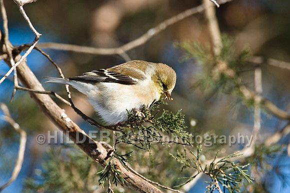 American Goldfinch - Winter Plumage