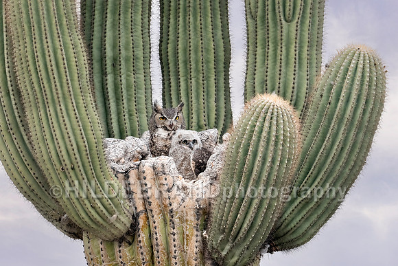 Great Horned Owl