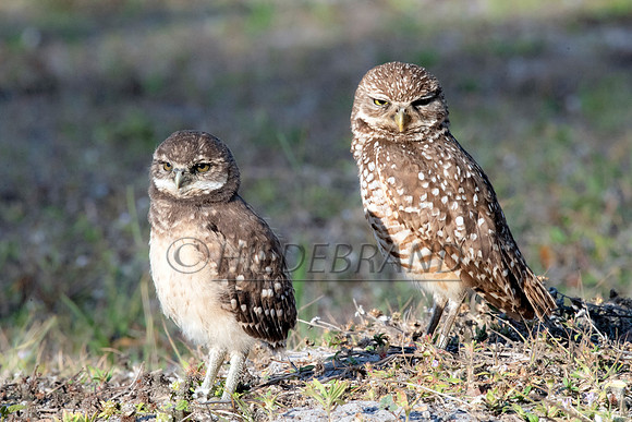 Burrowing Owl