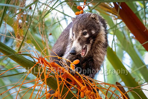 Coatimundi