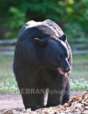Black Bear at Bait Site - No.5