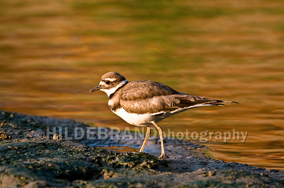Killdeer