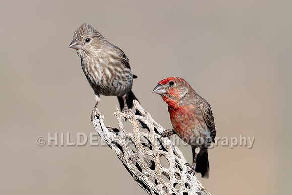 House Finch