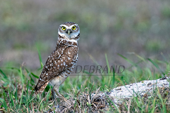 Burrowing Owl