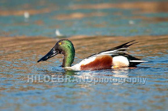 Northern Shoveler