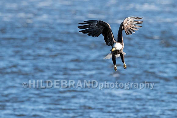 Bald Eagle