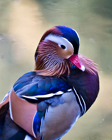 Mandarin Duck