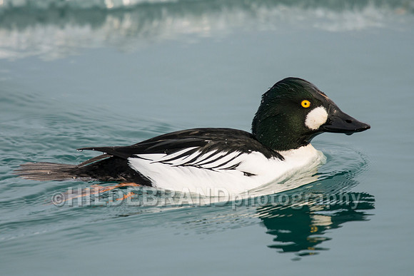 Common Goldeneye