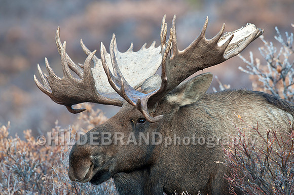 Moose