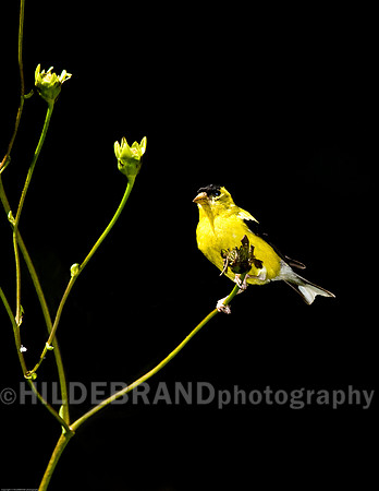 American Goldfinch