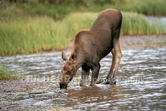 Graze on shallow aquatic plants