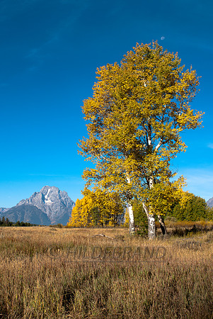 Autumn in the Tetons