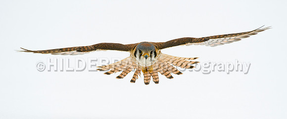 American Kestrel Over Snow