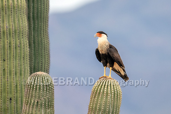 Crested Caracara