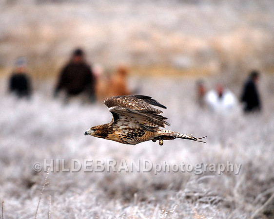 Red-Tail Hawk
