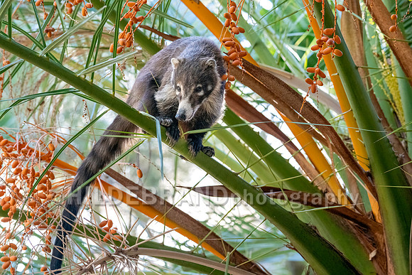Coatimundi