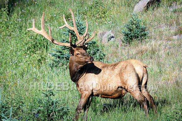 Elk