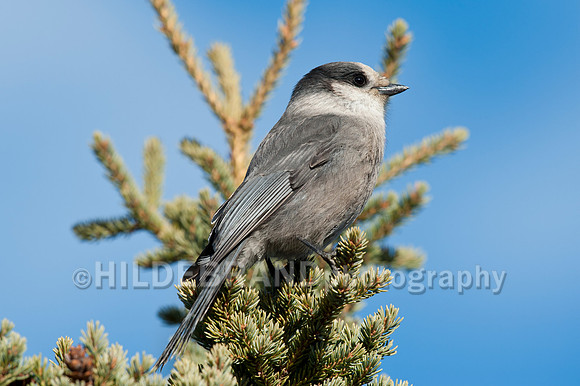 Gray Jay