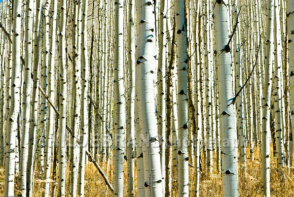 Autumn Aspens