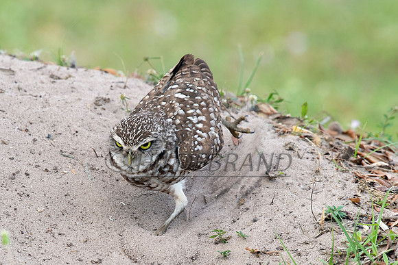 Burrowing Owl