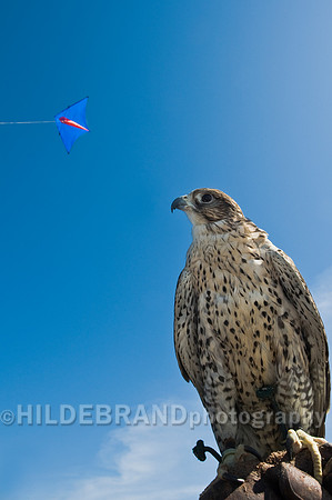 Kite Training