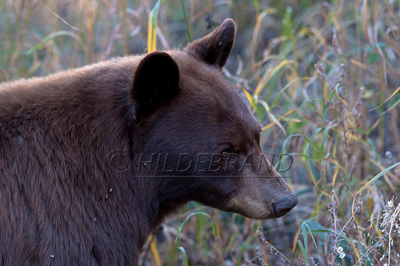 Brown Colored Black Bear