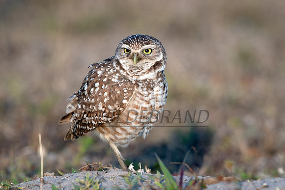 Burrowing Owl