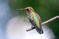 Broad-tailed Hummingbird