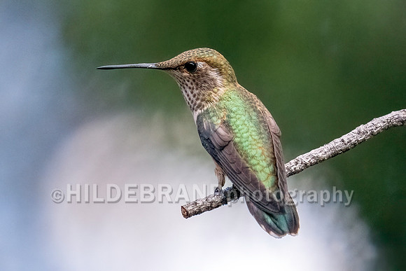 Broad-tailed Hummingbird"