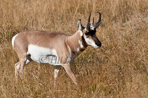Pronghorn Antelope
