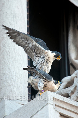Mating Peregrine Falcons